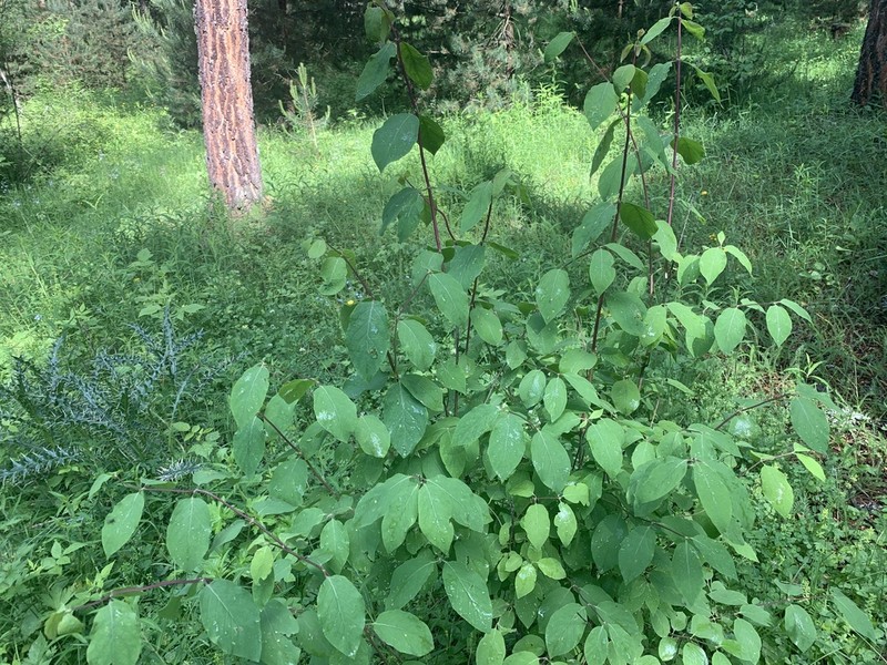 Lonicera steveniana photo 8