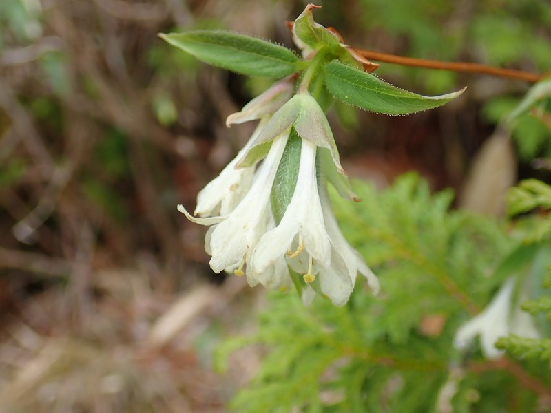 Lonicera strophiophora