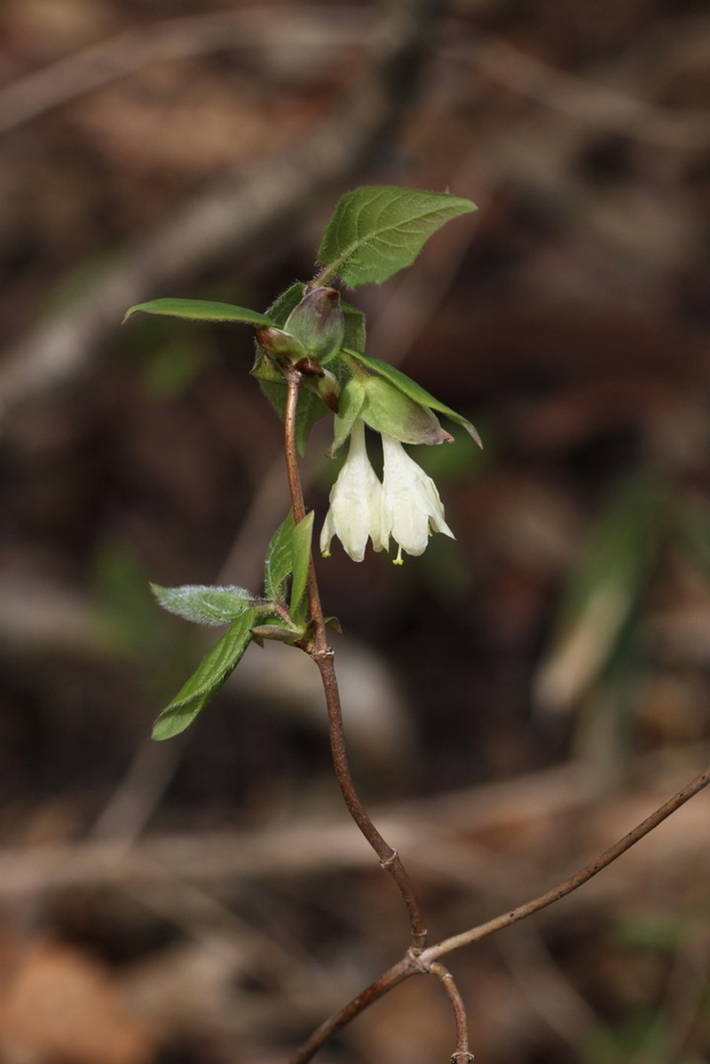 Lonicera strophiophora photo 2