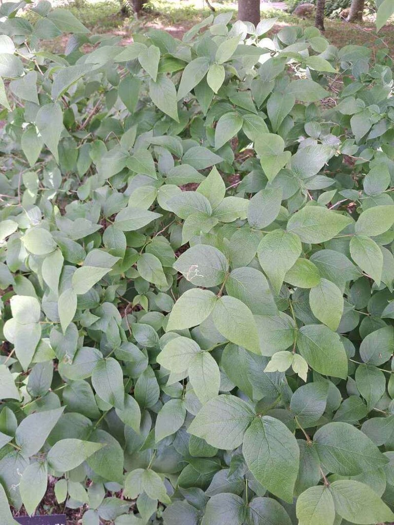 Lonicera strophiophora photo 3