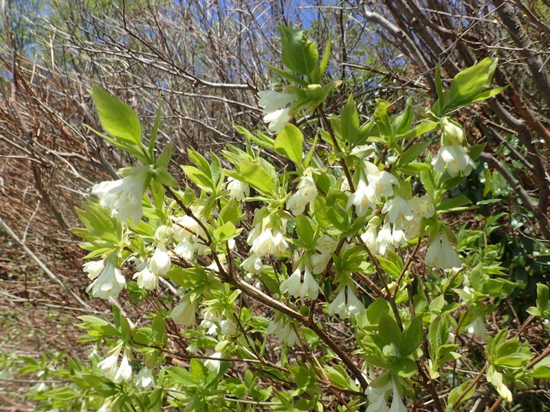 Lonicera strophiophora photo 4