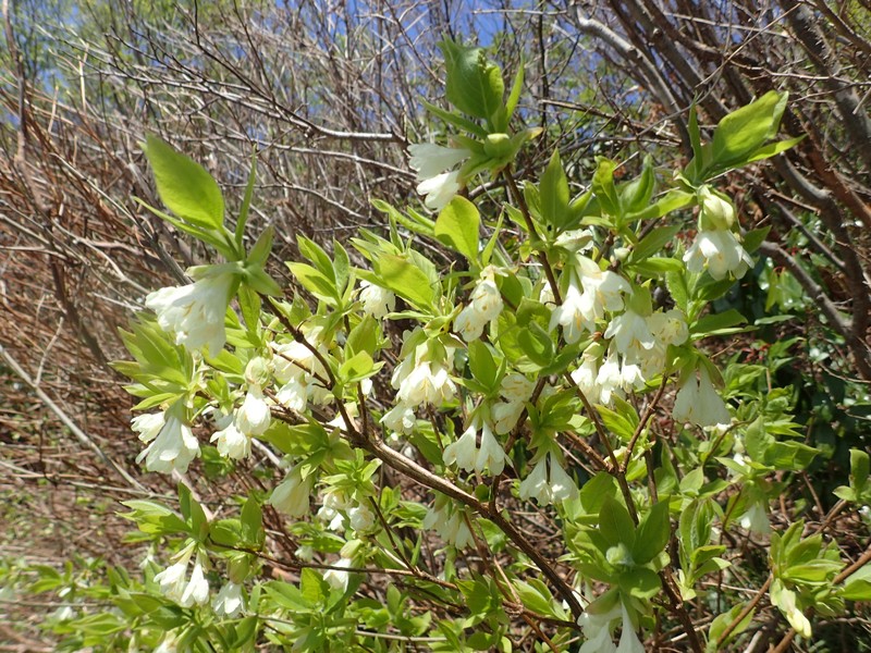 Lonicera strophiophora photo 7