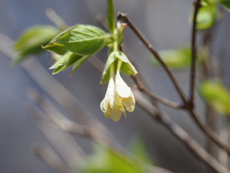 Lonicera strophiophora photo 8