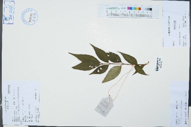 Lonicera subaequalis