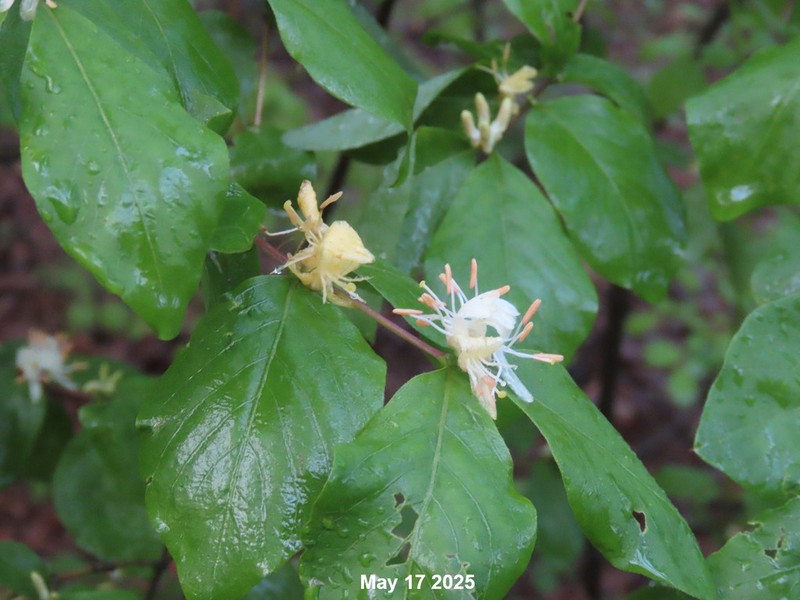 Lonicera subsessilis