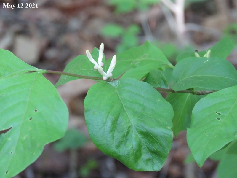 Lonicera subsessilis photo 2