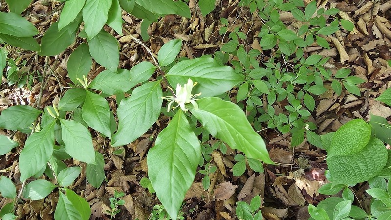 Lonicera subsessilis photo 3