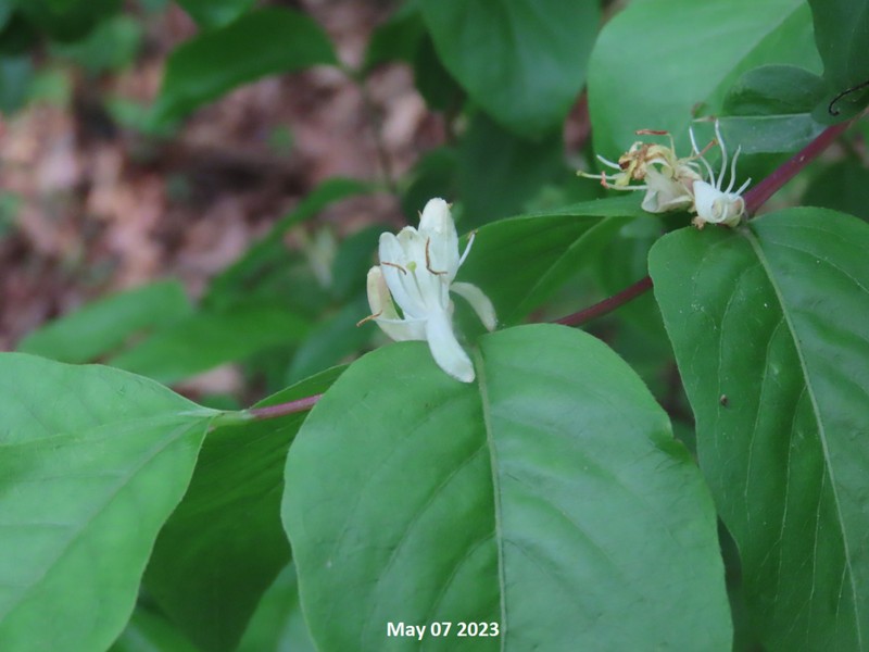 Lonicera subsessilis photo 4