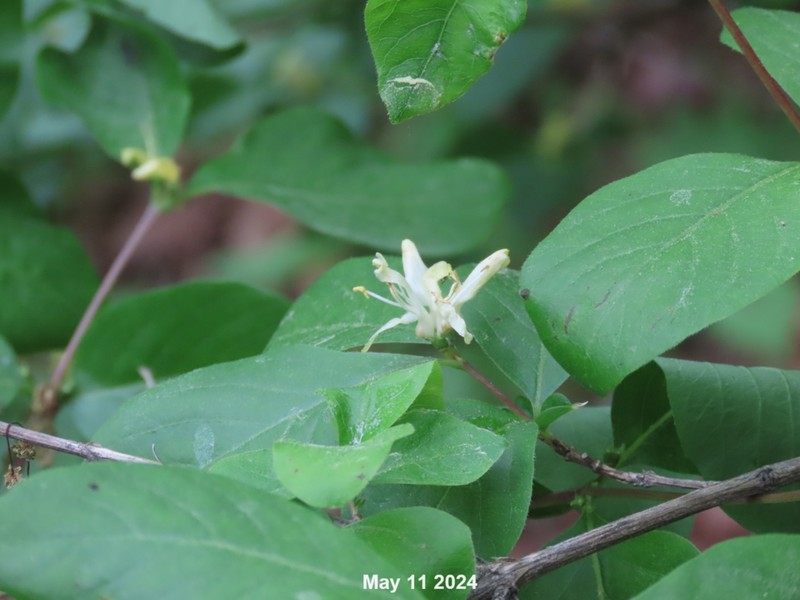Lonicera subsessilis photo 5