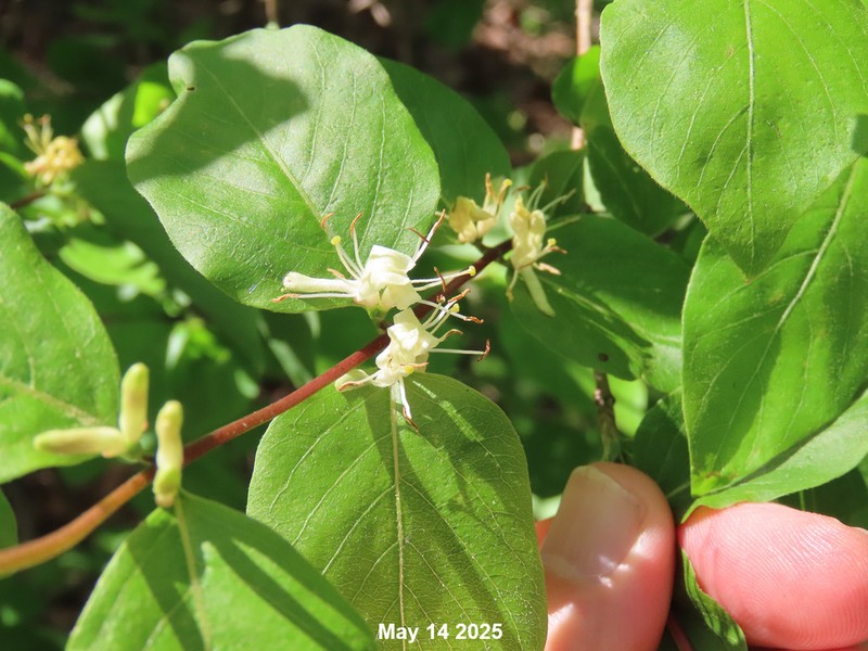 Lonicera subsessilis photo 6