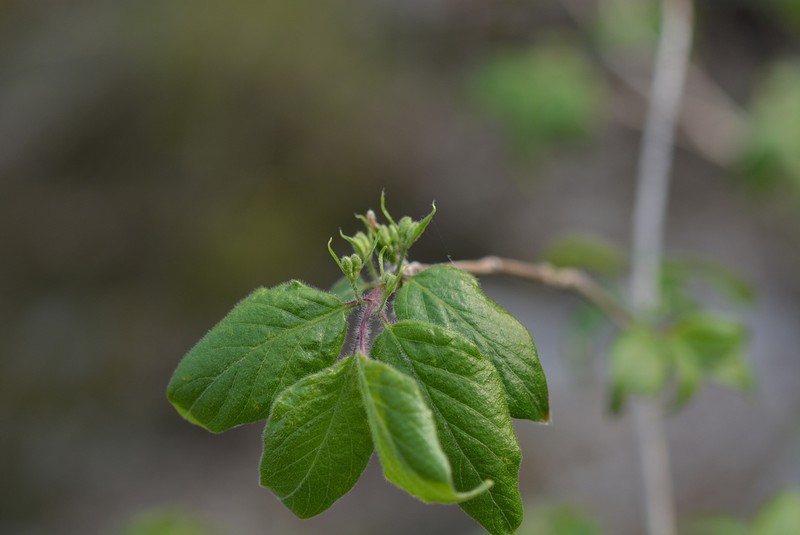 Lonicera subsessilis photo 7