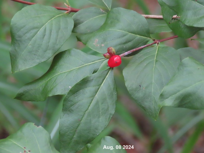 Lonicera subsessilis photo 8