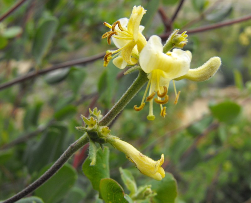 Southern Honeysuckle