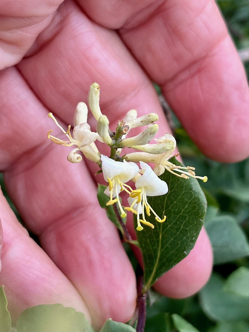 Southern Honeysuckle photo 3
