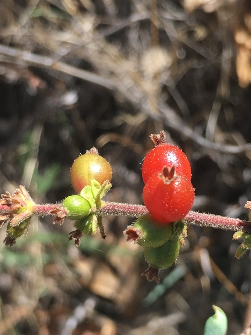 Southern Honeysuckle photo 6