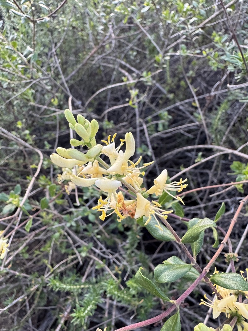 Lonicera subspicata var. denudata