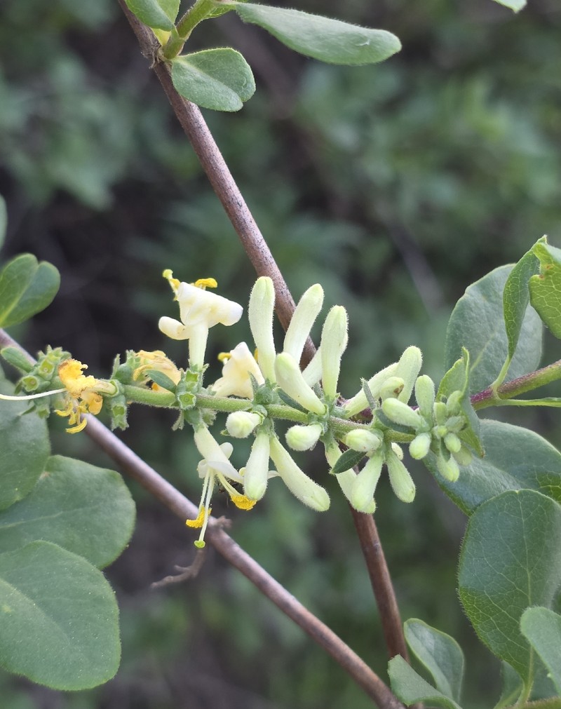 Lonicera subspicata var. denudata photo 2