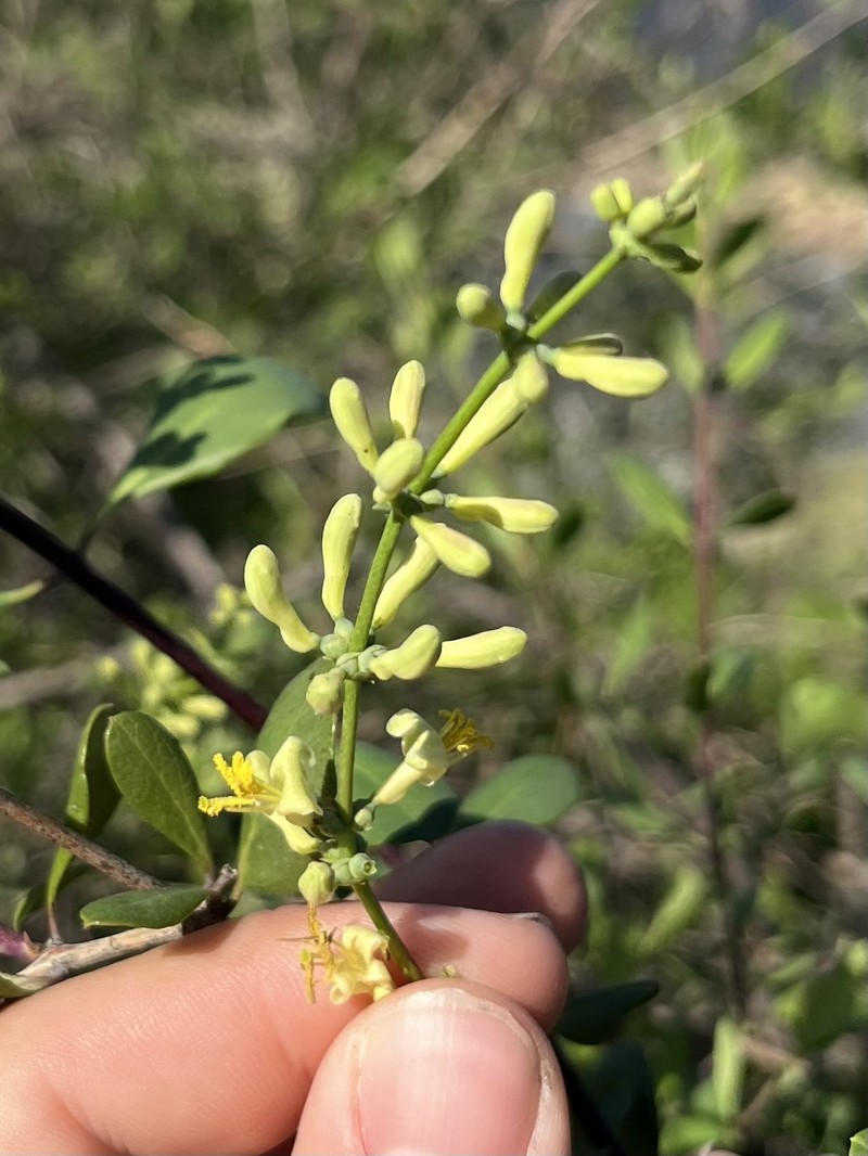 Lonicera subspicata var. denudata photo 3
