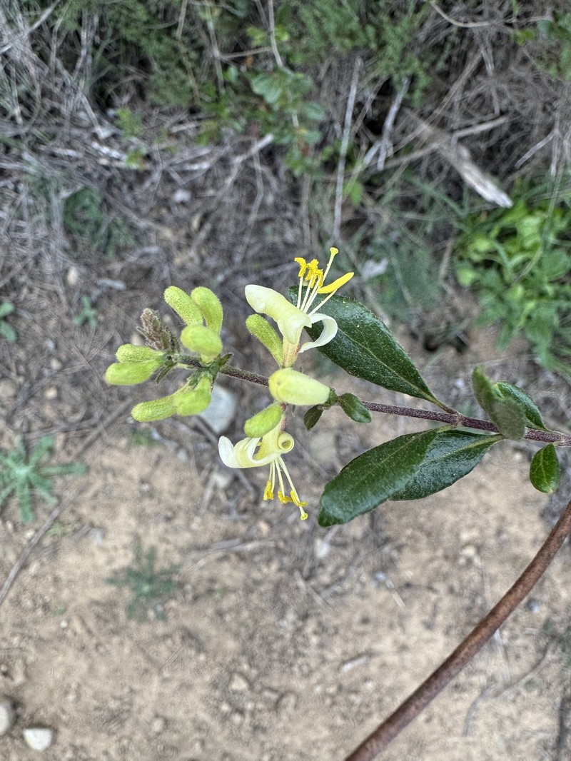 Lonicera subspicata var. denudata photo 4