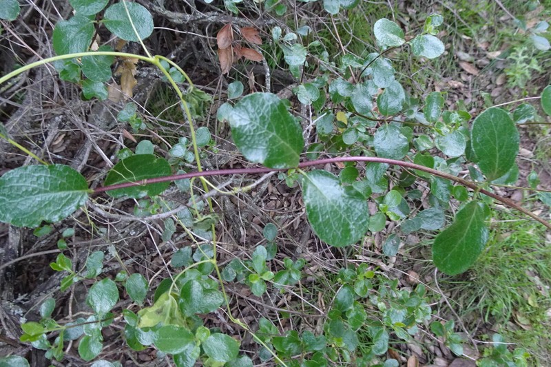 Lonicera subspicata var. denudata photo 5