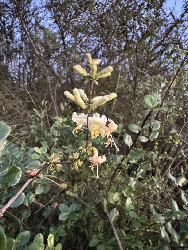 Lonicera subspicata var. denudata photo 6