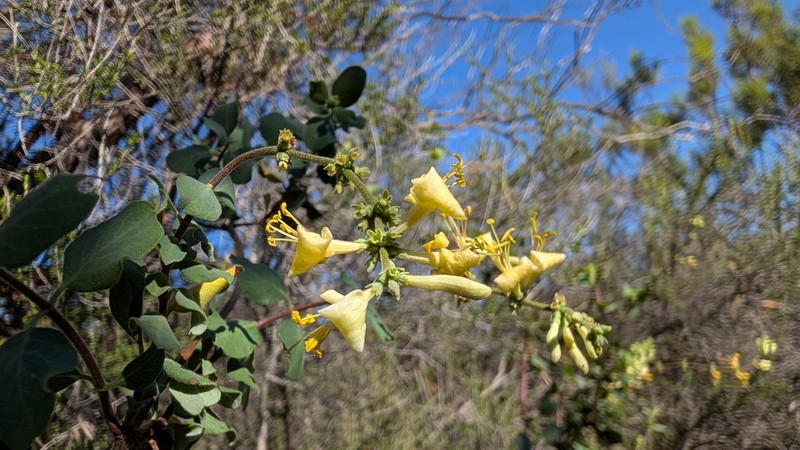 Lonicera subspicata var. denudata photo 7