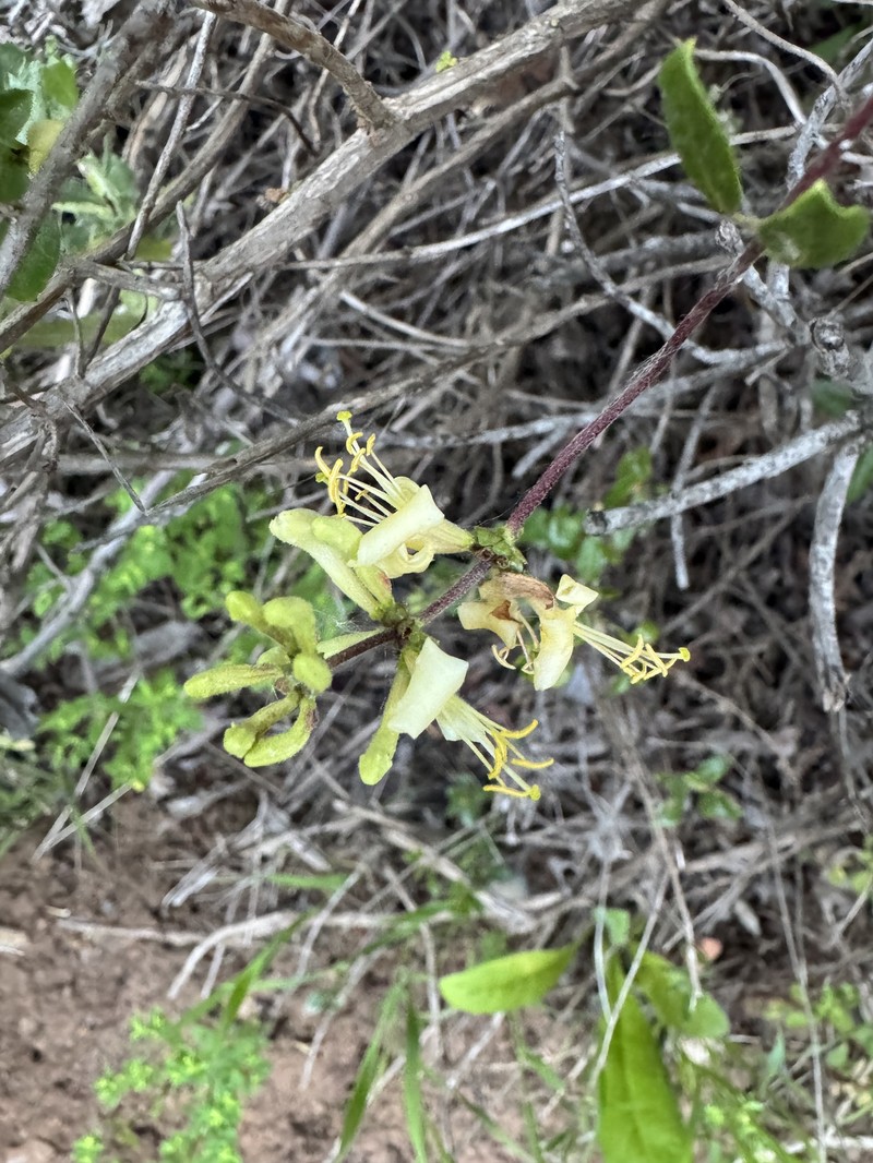 Lonicera subspicata var. denudata photo 8