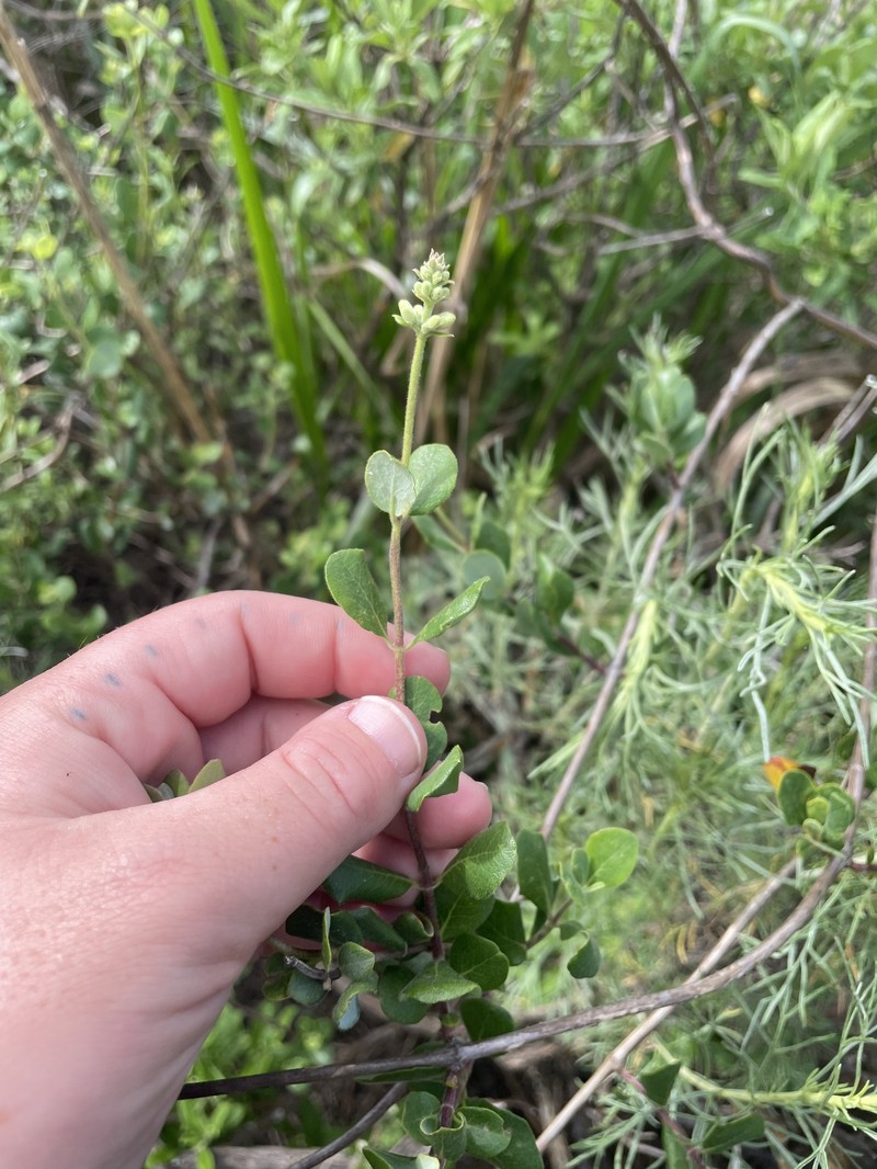 Lonicera subspicata var. johnstonii