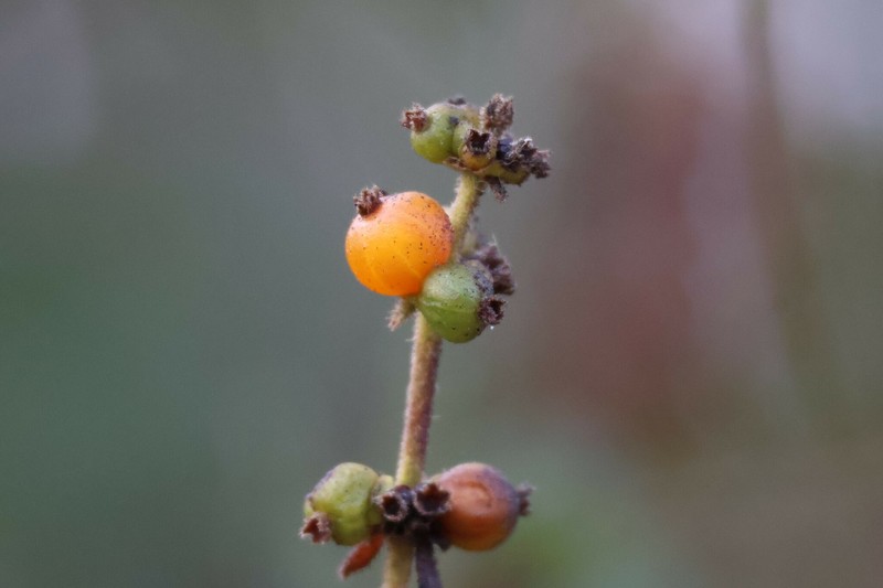 Lonicera subspicata var. johnstonii photo 2