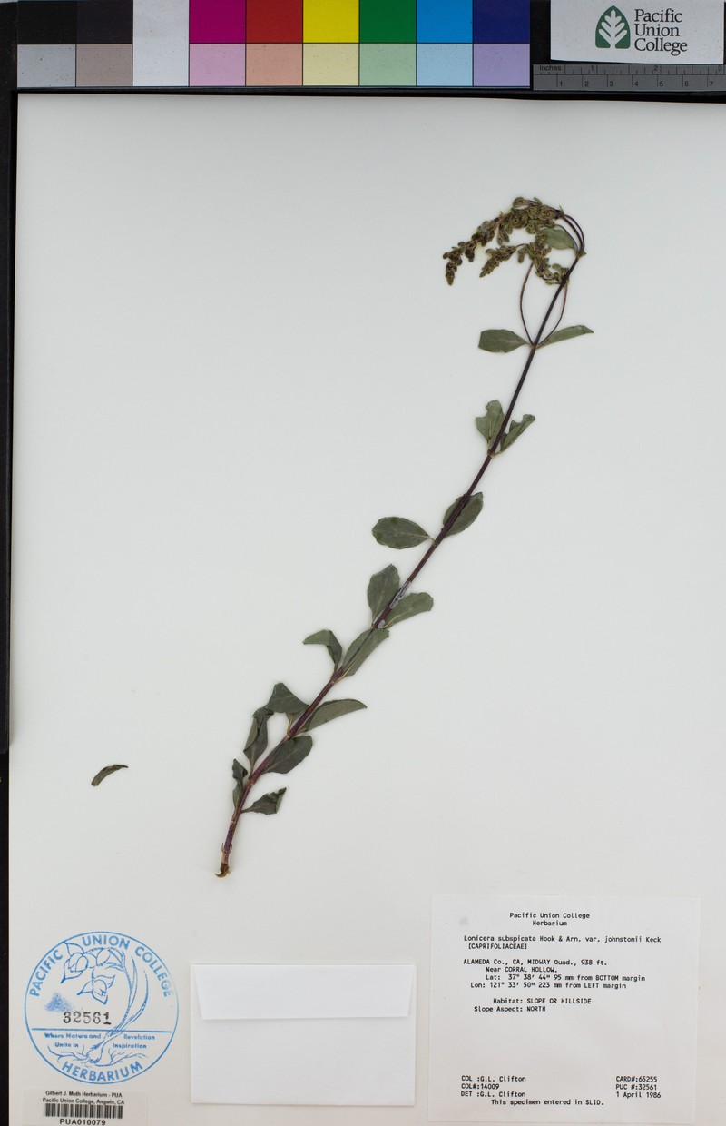 Lonicera subspicata var. johnstonii photo 3
