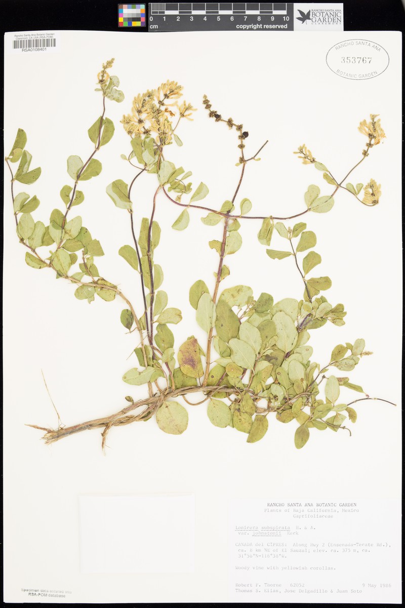 Lonicera subspicata var. johnstonii photo 4