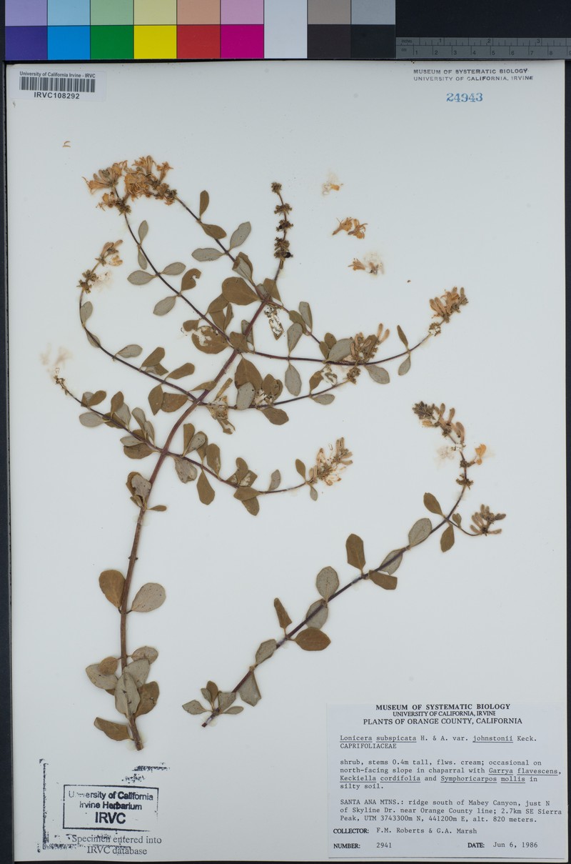 Lonicera subspicata var. johnstonii photo 5