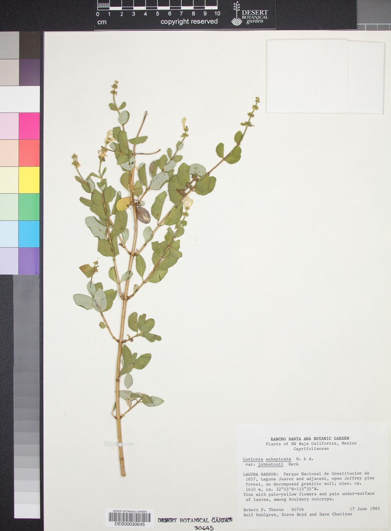 Lonicera subspicata var. johnstonii photo 6