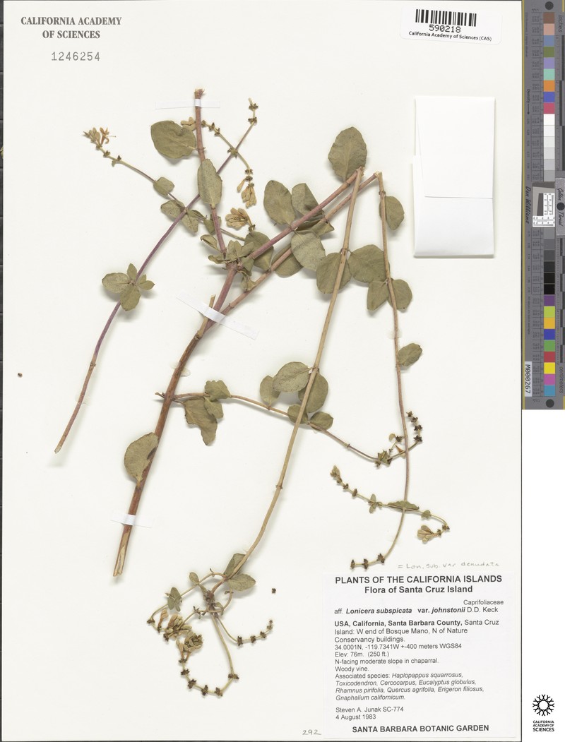 Lonicera subspicata var. johnstonii photo 7