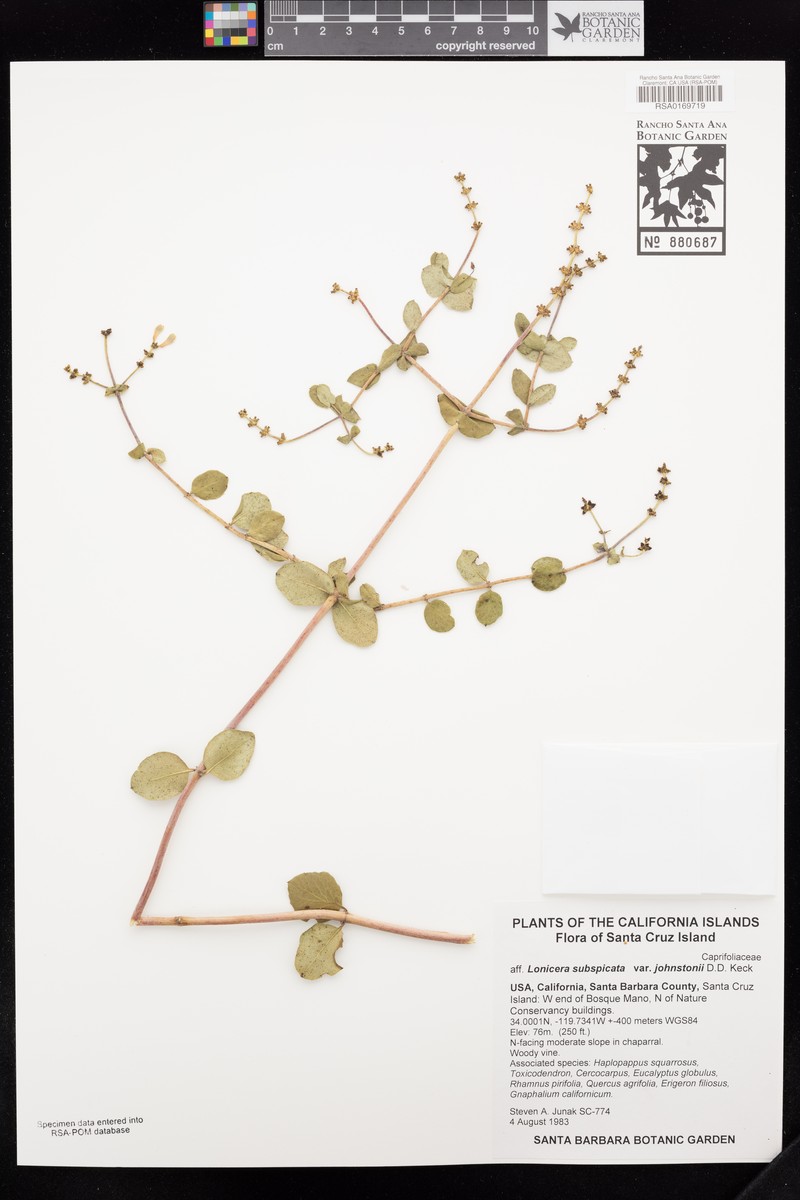 Lonicera subspicata var. johnstonii photo 8