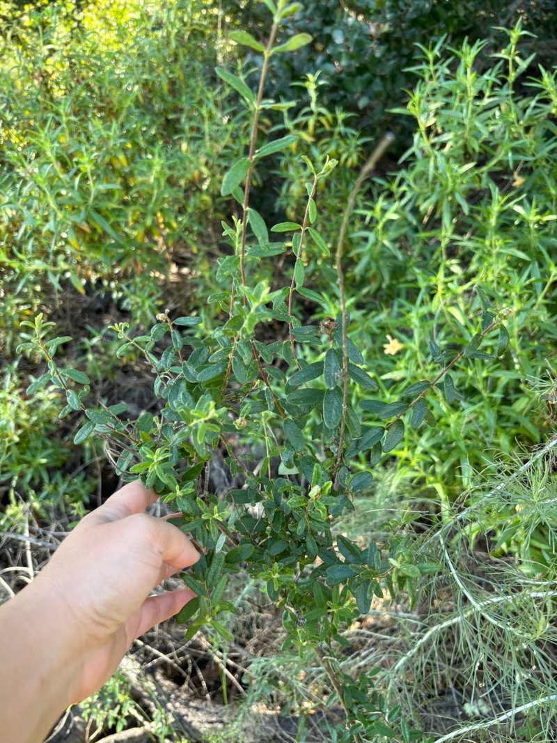 Lonicera subspicata var. subspicata