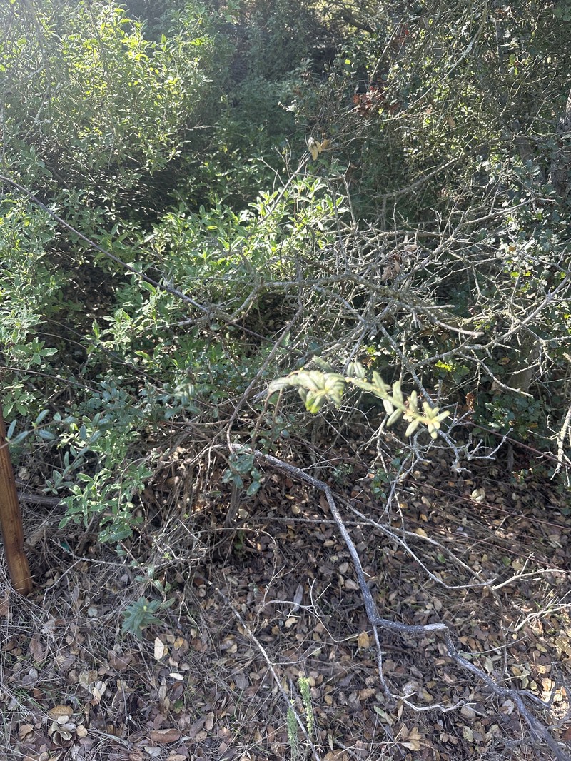 Lonicera subspicata var. subspicata photo 2