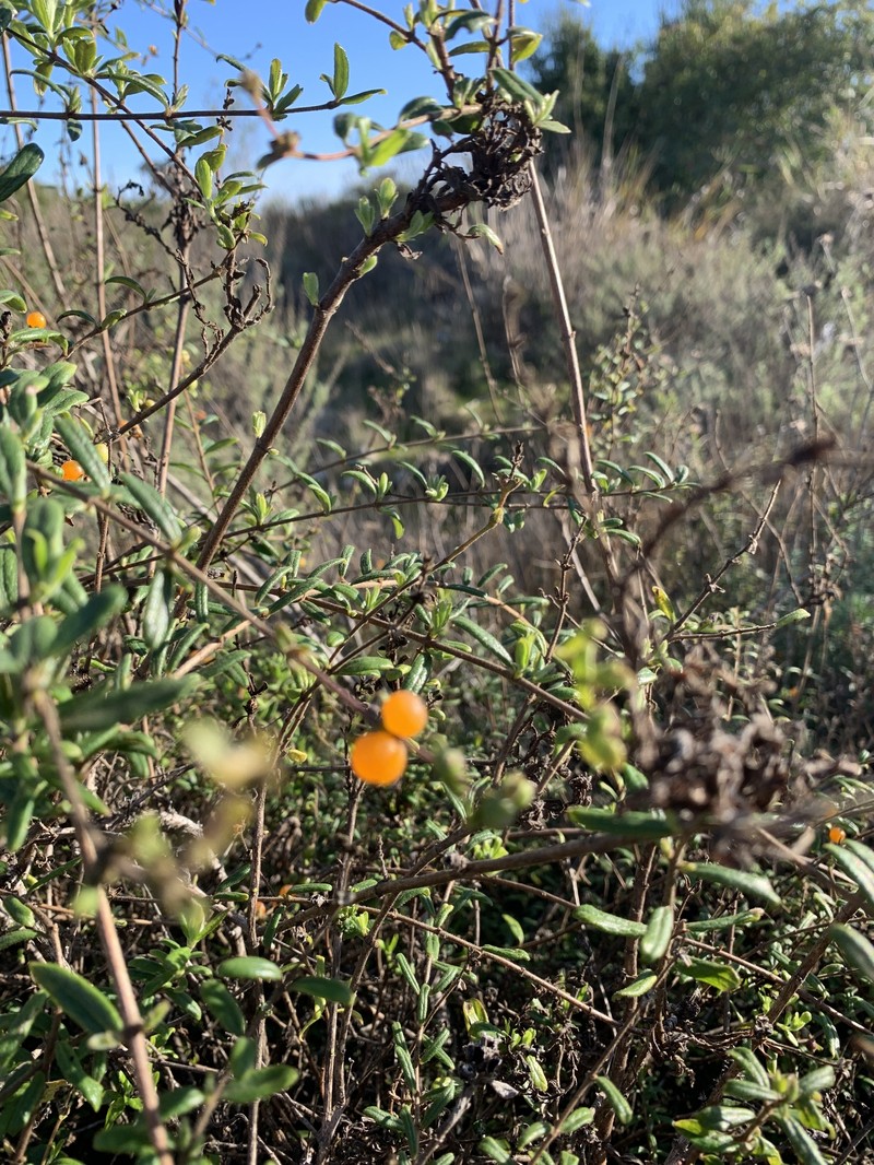 Lonicera subspicata var. subspicata photo 3