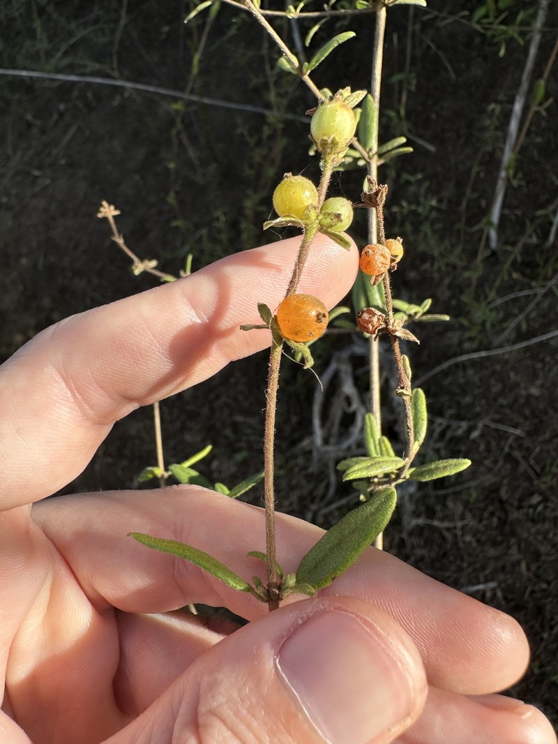 Lonicera subspicata var. subspicata photo 4