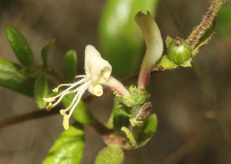 Lonicera subspicata var. subspicata photo 5