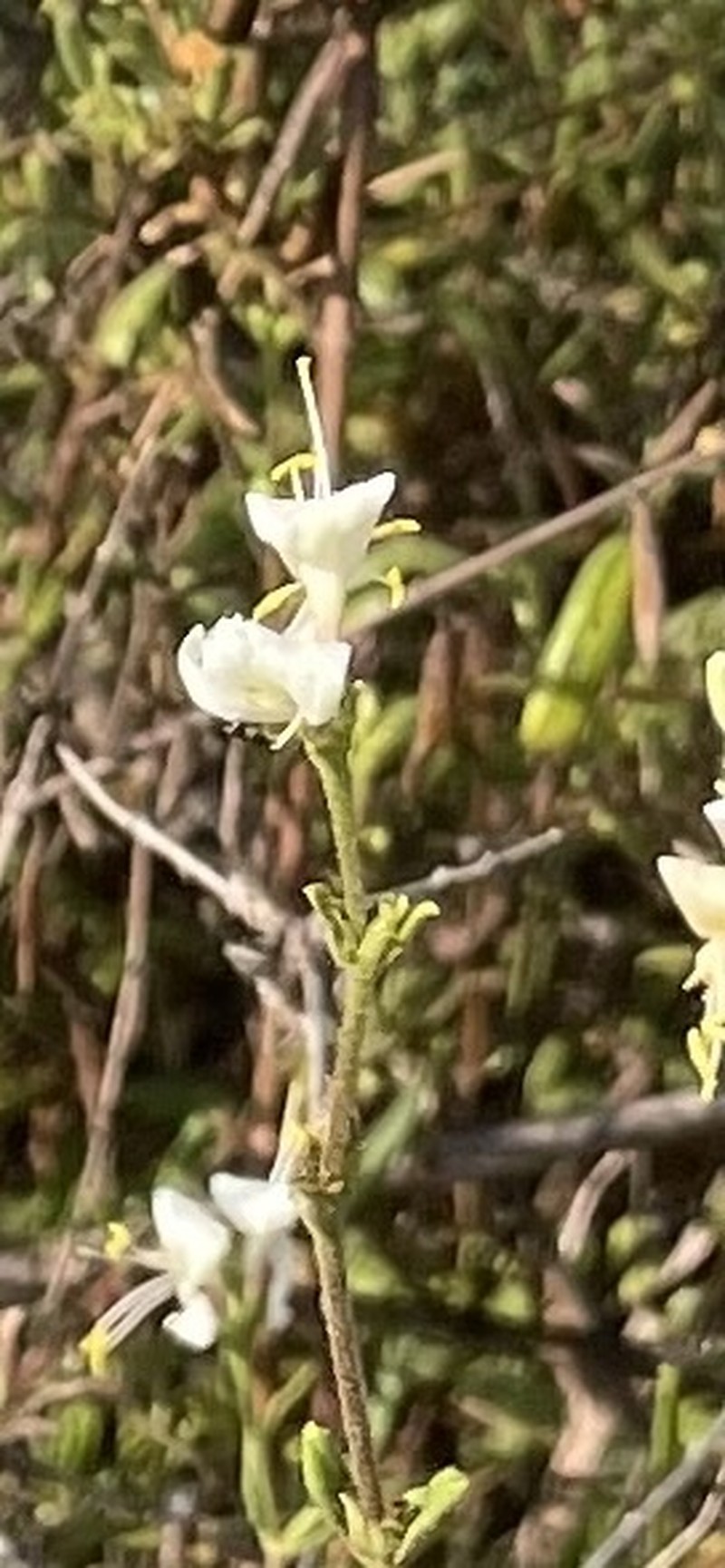 Lonicera subspicata var. subspicata photo 6
