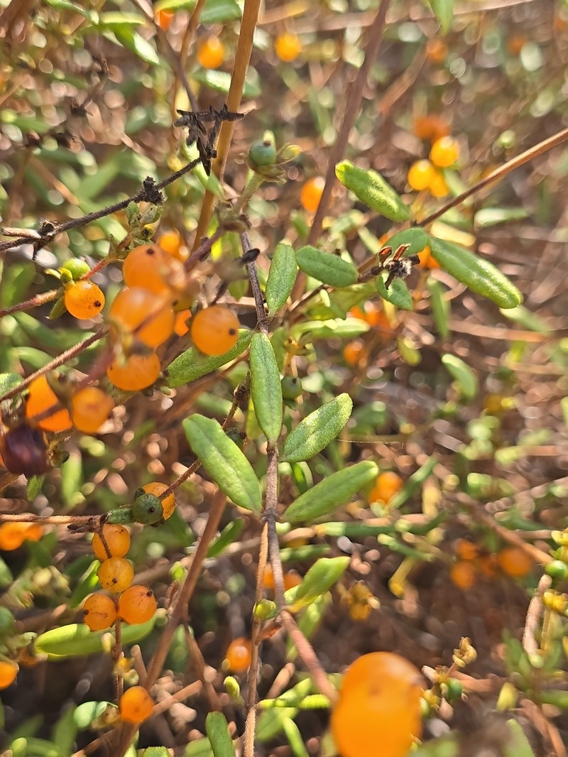 Lonicera subspicata var. subspicata photo 7