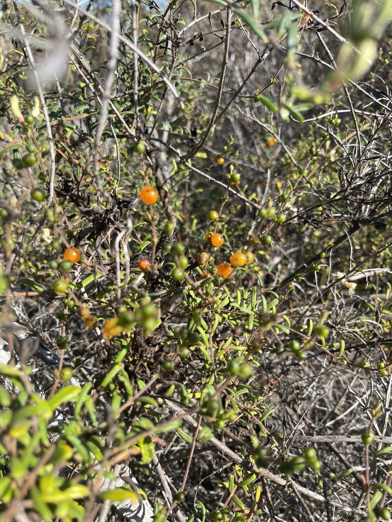 Lonicera subspicata var. subspicata photo 8