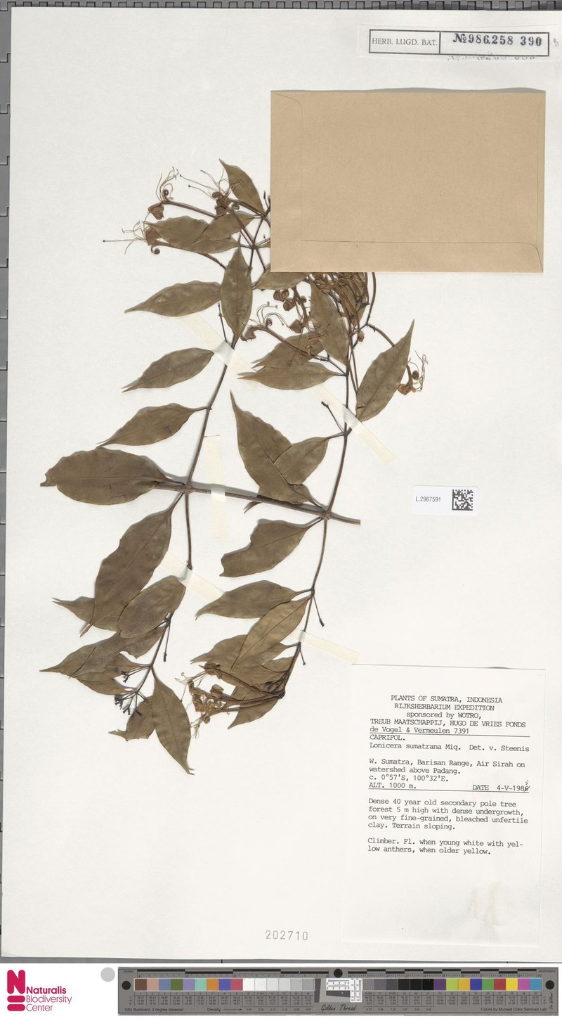 Lonicera sumatrana