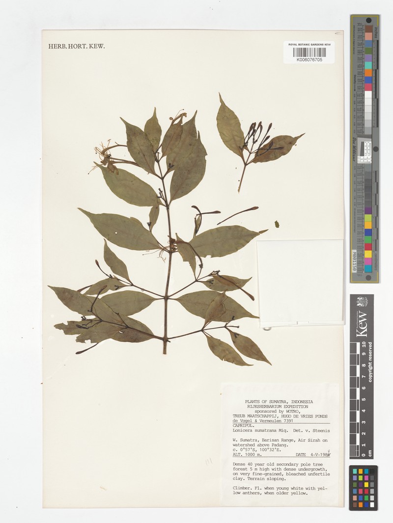 Lonicera sumatrana photo 2