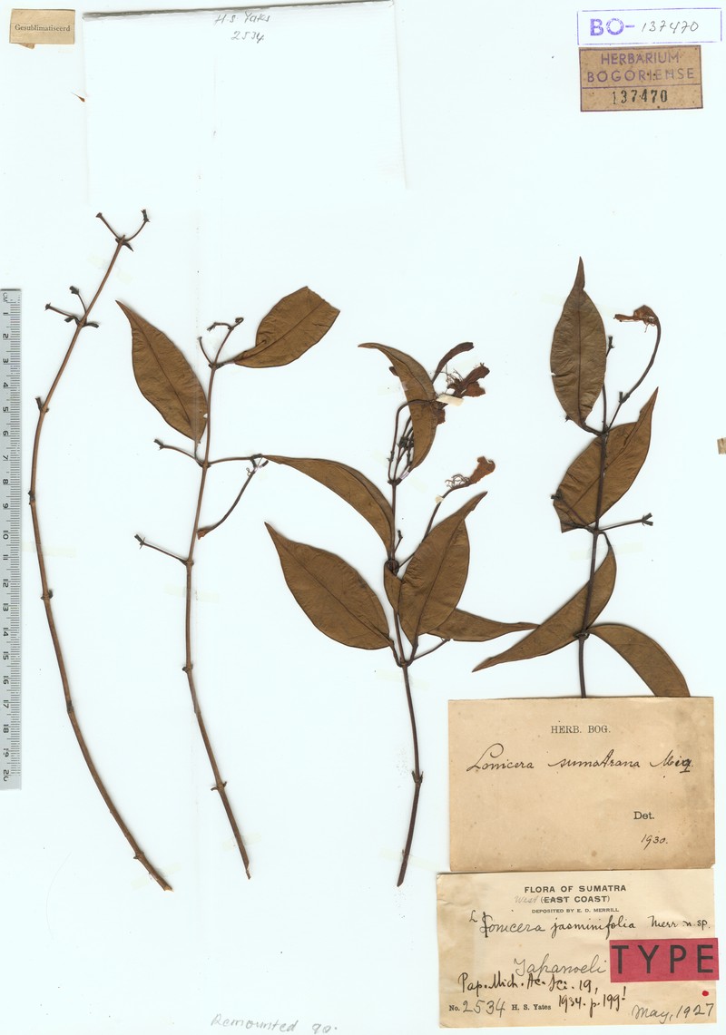 Lonicera sumatrana photo 3