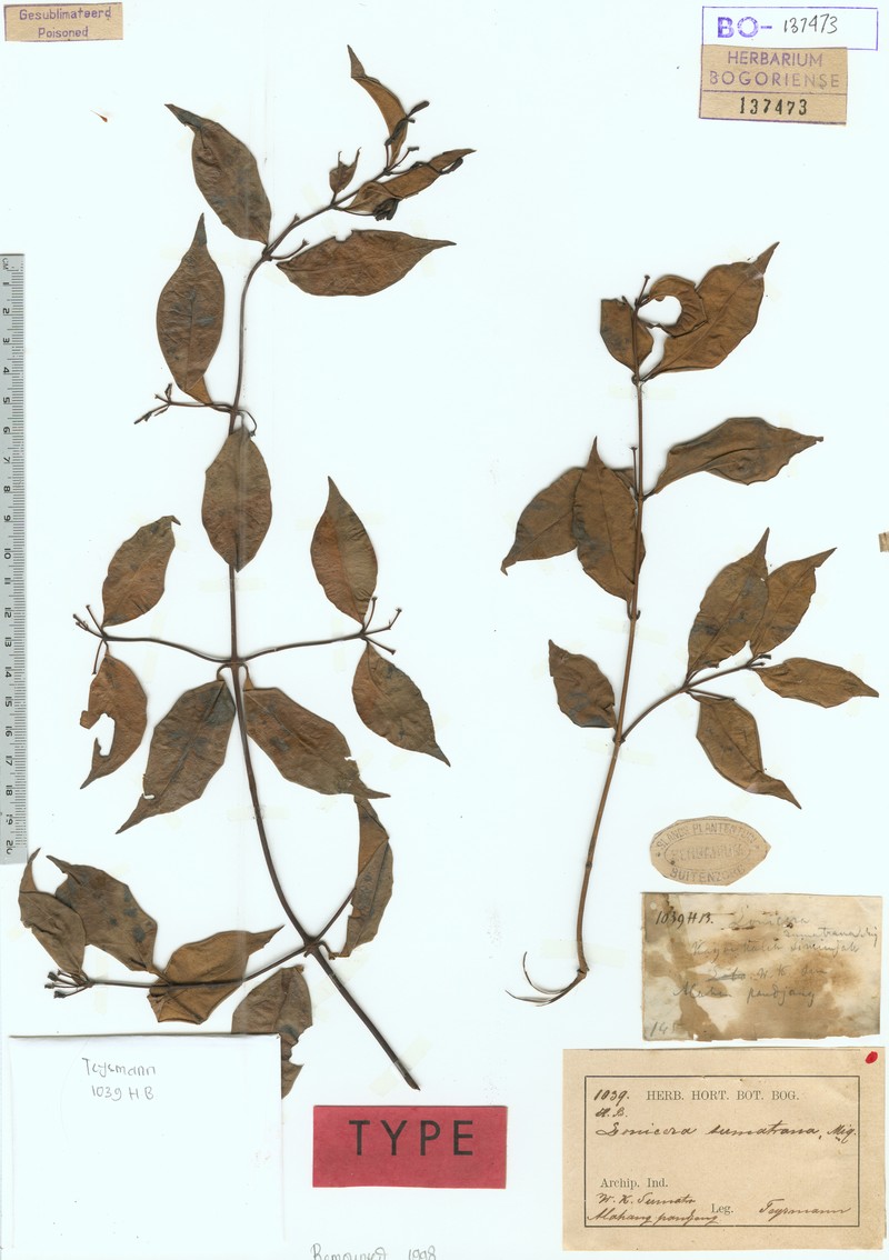 Lonicera sumatrana photo 4