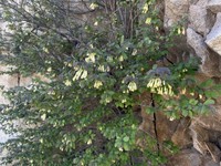 Lonicera saccata