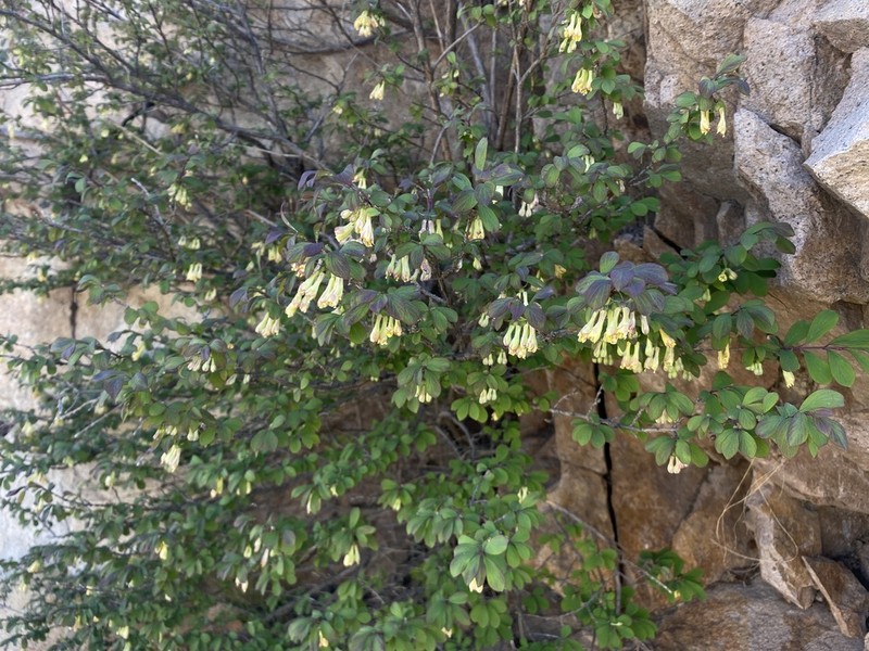 Lonicera saccata