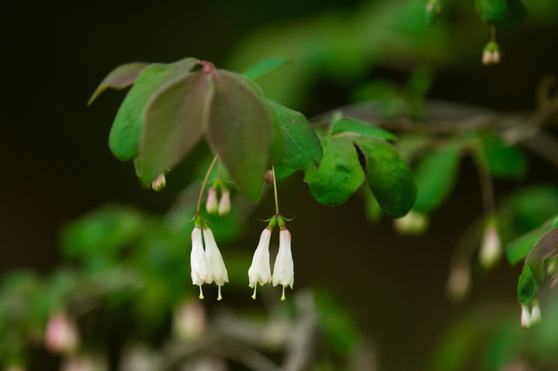 Lonicera saccata photo 2